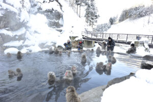 japan snow monkey park webcam