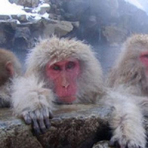 jigokudani_monkey_hotspring_onsen_nagano_japan