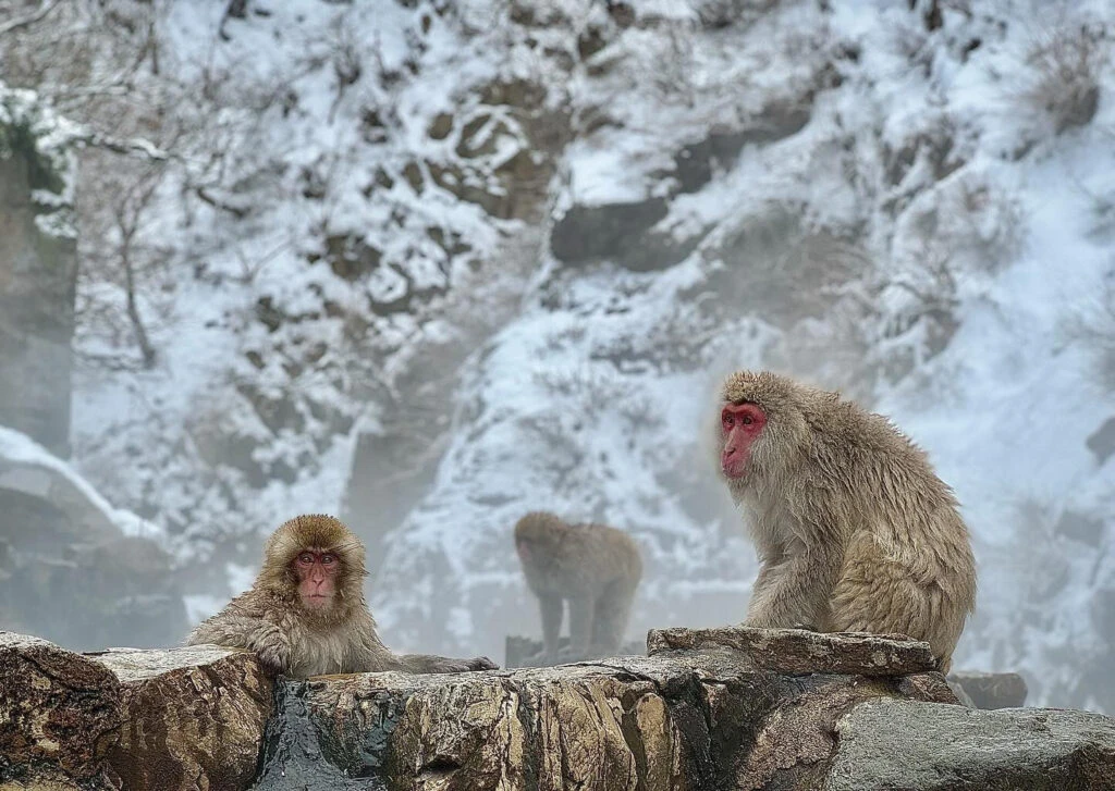 snow monkey webcam